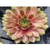 bigsamred mellow sempervivum hybrida 76114 1