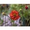 tempest scarlet geum hybrida 74856 1