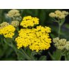 6210 sassy summer lemon achillea millefolium 75496 1