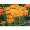 6213 sassy summer sunset achillea millefolium 75497 1