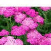 6216 skysail bright pink achillea millefolium 75488 1