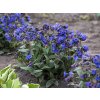 6234 blue ensign pulmonaria hybrida 79496 2