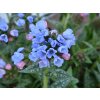 6240 twinkle toe pulmonaria hybrida 79497 1