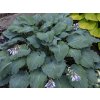 6249 hosta diamond lake