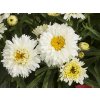 6252 macaroon leucanthemum x superbum 74471 1