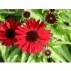 6258 pearl deep red echinacea hybrida 74688 1