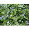 brunnera alexanders great