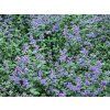 nepeta Junior Walker