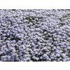 phlox subulata emerald cushion blue