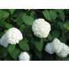 4122 hydrangea arborescens annabelle