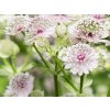 5927 astrantia major resized