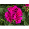 Pelargonium CalliopeM Violet