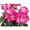 4863 pelargonium bunny strawberry ice
