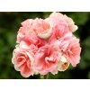 2364 pelargonium rosebud astrid
