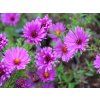 4359 aster kassel