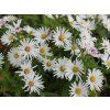 4362 aster kristina