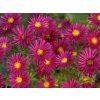 5692 aster crimson brocade