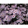 5683 aster ericoides pink cloud