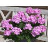 4671 pelargonium sr lavina