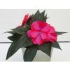 5991 mattina magenta red flame