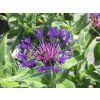 4497 centaurea montana