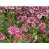4434 astrantia roma