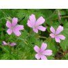 3540 kakost endresuv wargrave pink