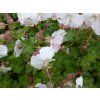 5234 geranium cantabrigiense st ola