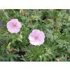 5716 geranium sanguineum strianum
