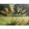 5503 stipa gigantea