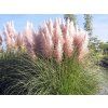 3489 kortaderie dvoudoma pink feather