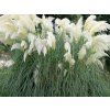 3486 kortaderie dvoudoma white feather