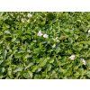 5728 mazus reptans abla
