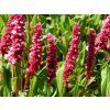 4833 persicaria superba