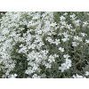 4500 cerastium tomentosum