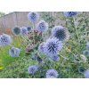 4728 echinops platinum blue 2