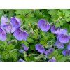 4975 geranium himalayense