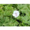 4999 geranium biokovo