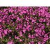 5488 phlox stolonifera home fire
