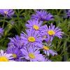 5584 aster alpinus goliath