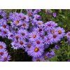 4365 aster lady in blue