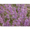 5198 lavandula munstead
