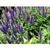 3969 veronica spicata