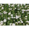 4905 armeria maritima alba