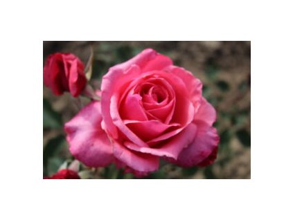 Bel Ange 300x200 (1)
