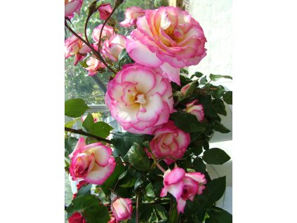 Handel 768x1024