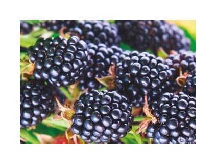 ostružiník ARAPAHO