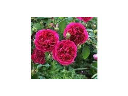 WILLIAM SHAKESPEARE 1