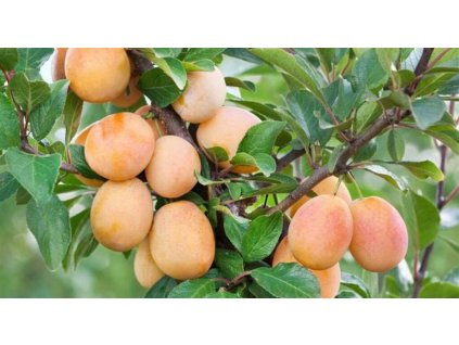 Miracose pouze ilustrativni neoriginal 1024x559