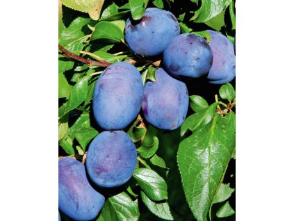 JOGANTA image001 (2)